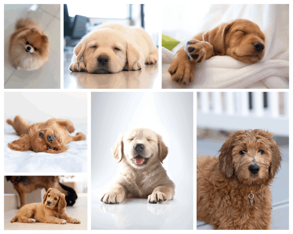 beige cute dogs puppies photo collage