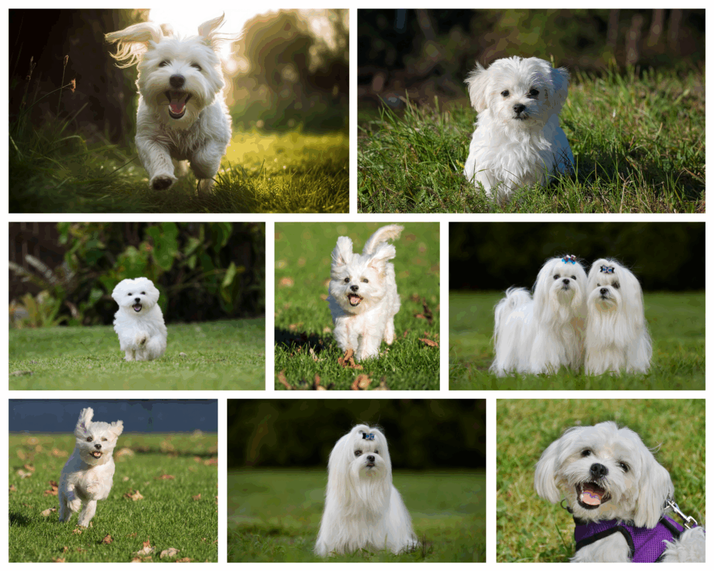 green and white maltese dog photo collage