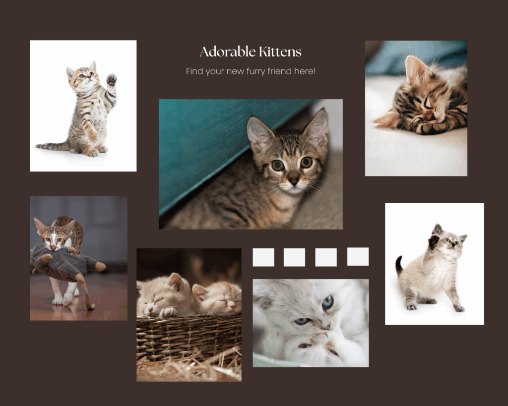 photo collage adorable kittens