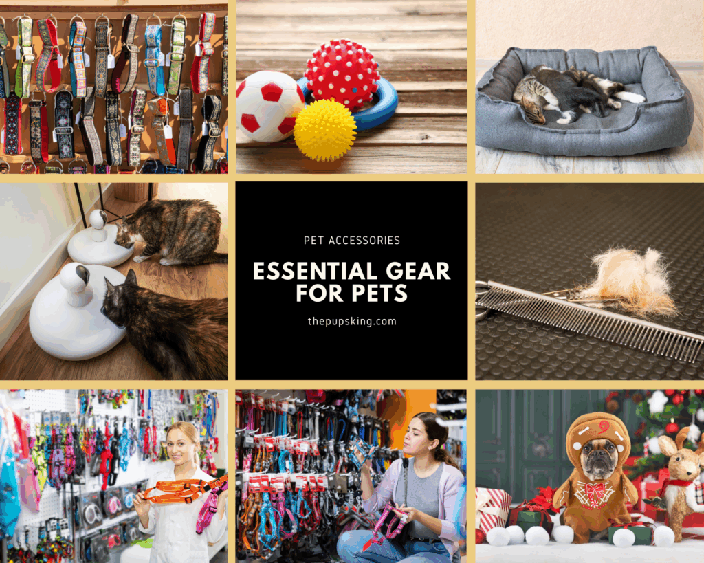 photo collage essential gear for pets